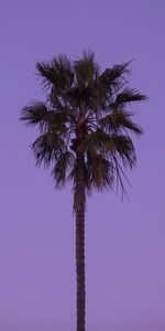 Bois,Arbre,Nature,Sky,Seule,Solitaire,Paume