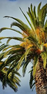 Sky,Wood,Tree,Tropical,Nature,Leaves,Palms