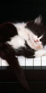 Animales,Piano,Soñar,Dormir,Gatito