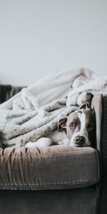 Sleeping,Asleep,Animals,Dog,Sofa,Bulldog,Funny