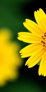 Smeared,Macro,Petals,Greased,Flower,Background