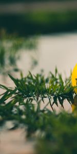 Sourire,Balle,Émoticône,Ballon,Le Sourire,Smiley,Herbe,Eau,Divers