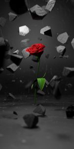 Fragments,Miettes,Une Rose,Noyaux,Fleur,Rose,3D