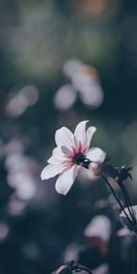 Smooth,Field,Flowers,Flower,Blur,Flowering,Bloom