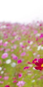 Smooth,Glade,Cosmos,Kosmeya,Flowers,Summer,Blur,Polyana