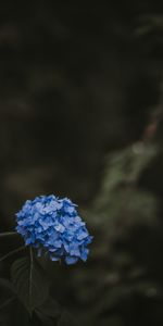 Flou,Inflorescences,Inflorescence,Fleurs,Lisse,Feuilles,Hortensia