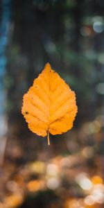 Flou,Lévitation,Lisse,Feuille,Macro,Automne