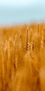 Smooth,Wheat,Cones,Macro,Blur,Cereals,Field,Spikelets