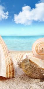 Snails,Landscape,Beach