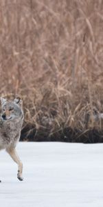 Snow,Animal,Coyote,Animals,Grey,Wildlife