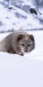 Snow,Animal,Cunning,Sly,Mink,Animals