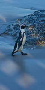 Couvert De Neige,Snowbound,Neige,Manchot,Glace,Animal,Animaux,Pingouin,Drôle