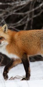 Neige,Animaux,Forêt,Un Renard,Prédateur,Renard