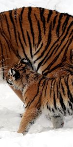 Neige,Animaux,Tigres