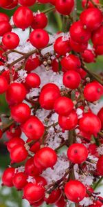 Snow,Berries,Macro,Bunch