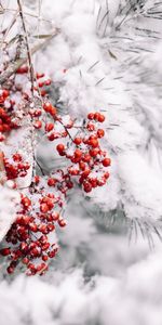 Nieve,Bayas,Macro,Rama,Planta