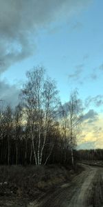 Snow,Birches,Road,Grey,Evening,Nature,Spring