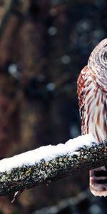 Snow,Bird,Sit,Branch,Predator,Animals,Owl