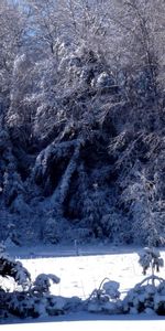 Nature,Mangé,Lourdeur,Lumière,Branches,Branche,Polyana,Ate,Neige,Briller,Gravité,Clairière,Hiver