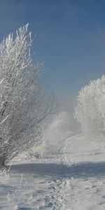 Snow,Bush,Hoarfrost,Shadows,Traces,Track,Snow White,Frost,Nature,Landscape