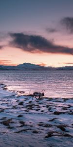 Montagnes,Snowbound,Couvert De Neige,Animal,Animaux,Côte,Neige,Cerf