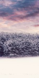 Snow Covered,Snowbound,Winter,Nature,Trees,Snow,Forest