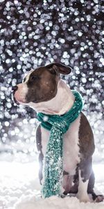 Foulard,Ami,Un Ami,Écharpe,Animaux,Neige,Chien