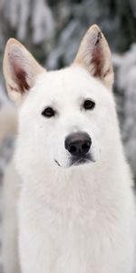 Snow,Dog,Muzzle,Animals,Eyes