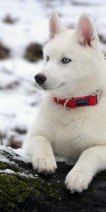 Enregistrer,Rauque,Collier,Col,Animaux,Mousse,Haska |,Rapport,Neige,Chien,Chiot