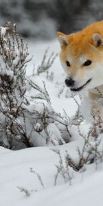 Animales,Nieve,Perro,Saltar,Rebotar,Huir,Correr,Cachorro