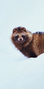 Snow,Dog,Raccoon Dog,Minimalism