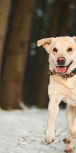 Perro,Labrador,Huir,Correr,Nieve,Animales