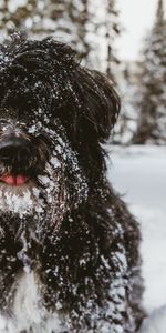 Hirsute,Terrier Tibétain,Animaux,Neige,Le Noir,Chien