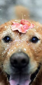 Snow,Dog,Sheet,Leaf,Open Mouth,Animals