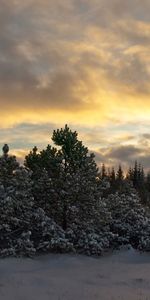 Naturaleza,Árboles,Noche,Nieve,Comió,Ato,Cielo