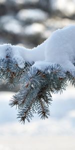 Neige,Sapins,Plantes