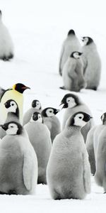 Neige,Troupeau,Animaux,Antarctique,Pinguouins