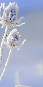 Macro,Neige,Fleur