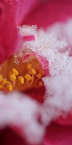 Snow,Flower,Macro,Petals