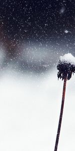 Snow,Flower,Macro,Stem,Stalk