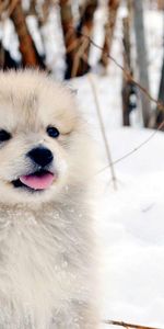 Pelucheux,Duveteux,Animaux,Neige,Chiot,Chien