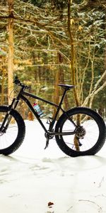 Snow,Forest,Bicycle,Sports