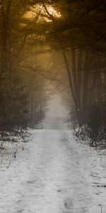 Snow,Forest,Fog,Path,Nature