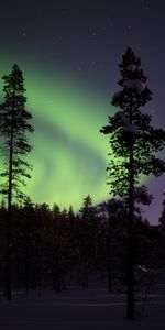 Naturaleza,Nieve,Bosque,Cubierto De Nieve,Nevado,Árboles,Noche,Auroras Boreales,Aurora Boreal,Aurora