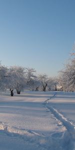 Седина,Тропы,Деревья,Покров,Тени,Следы,Снег,Сугробы,Природа,Свежесть,Сад,Зима