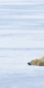 Snow,Glacier,Polar Bear,Polar,Animals,Playful,Ice