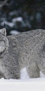 Animaux,Neige,Iris,Gros Chat,Prédateur,Fauve