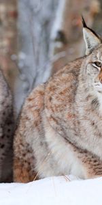 Animaux,Neige,Asseoir,S’Asseoir,Léopards Des Neiges,Iris