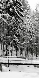 Snow,Landscape,Winter,Trees