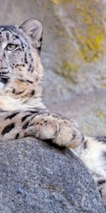 Snow Leopard,Animal,Wild,Animals,Big Cat,Grey